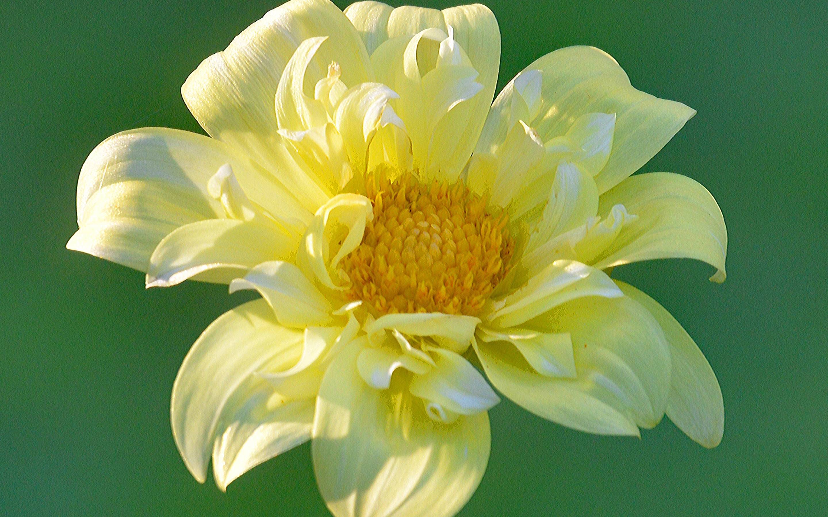 7月15日星座运势 好运加身 诸事顺遂的四大星座 生活