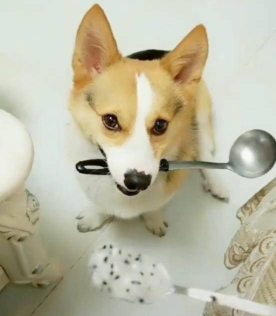 网友|柯基去厨房拿吃饭家伙, 主人看到狗嘴里叼的东西时, 咧着嘴大笑