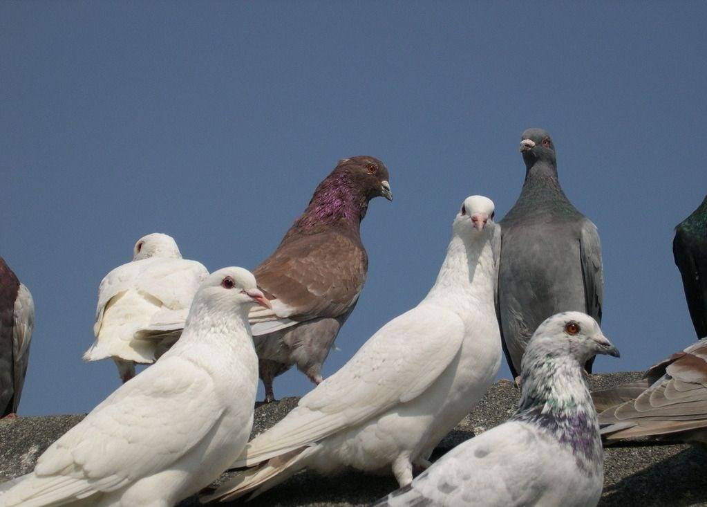 鲱鱼放屁致两国对立宇宙信号来自鸽子盘点6个动物导致的误会
