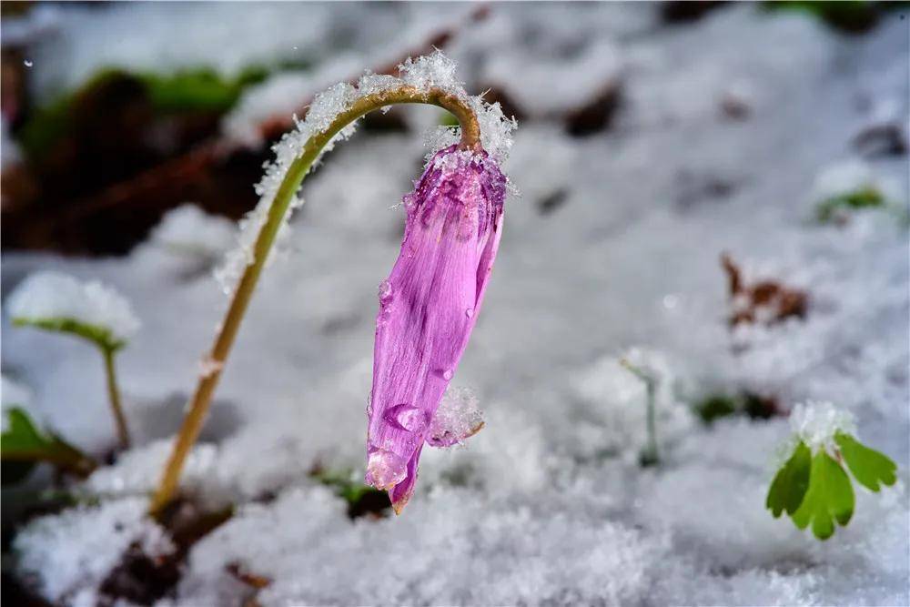 花满七色花谷