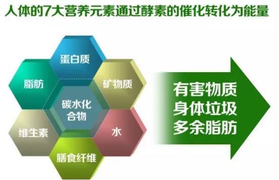 能量是怎么转化为脂肪的 1a0ba2d25c654998a64ccb6975951c18.jpeg