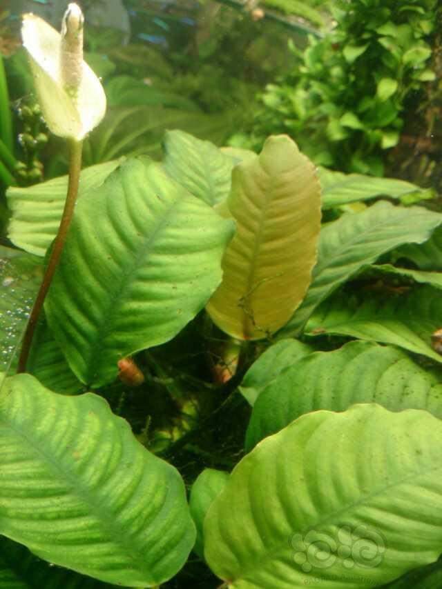 经典的植物志:咖啡巴榕anubias coffeefolia