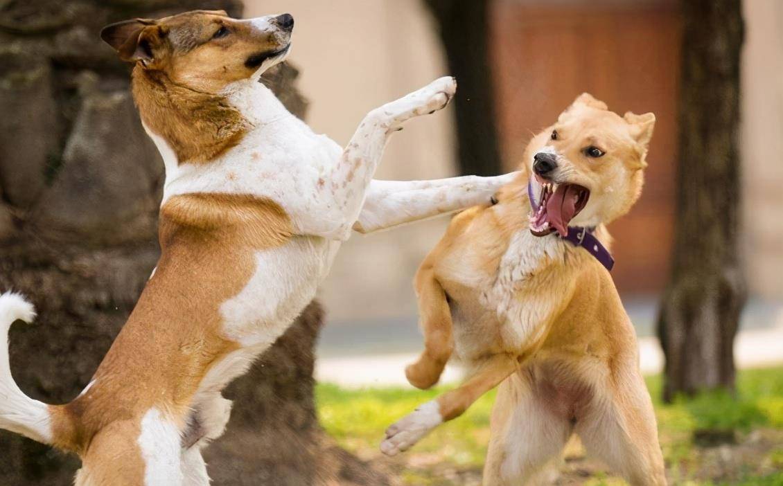 小狗|为何小狗总是向大狗挑衅？难道它不清楚自己打不过对方吗