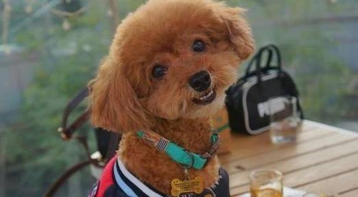 事情|能让“泰迪犬”开心的七件事，建议宠主常做