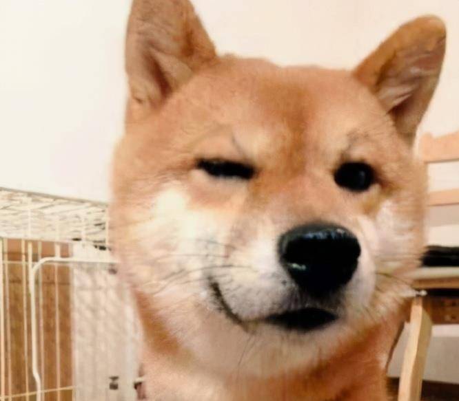 柴犬属于中型犬还是大型犬 成犬 柴犬属于中型犬还是大型犬 成犬