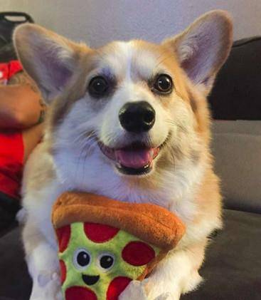 爱犬|邻居是爱犬狂粉「灌木丛剪成柯基」！　本尊合照飞机耳眼神颤抖