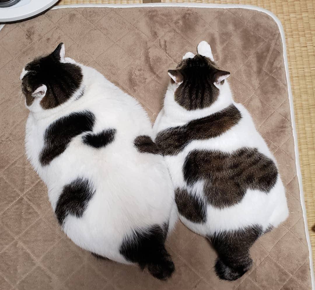 绝对是奶奶养的猫 日本猫兄弟超有福态 根本是芝麻大福 麻薯
