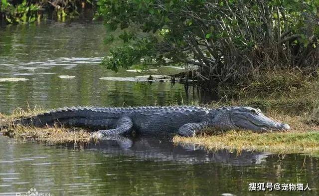 鳄鱼大全建议收藏