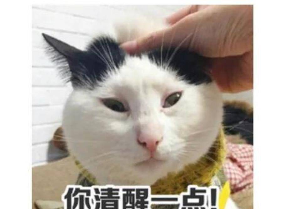 王智|拉踩宁静？暗讽王智王丽坤，还嘲笑梅艳芳？为了挣钱伊能静拼了？