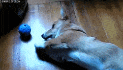 图片|柯基有三宝, 短腿、翘臀和扭腰!