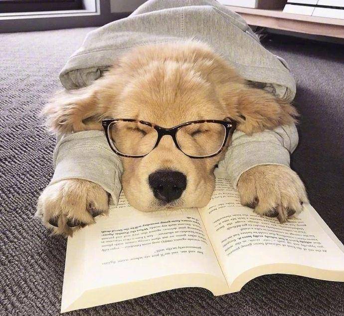 摸头|柯基当街被打，下一个动作让人泪目