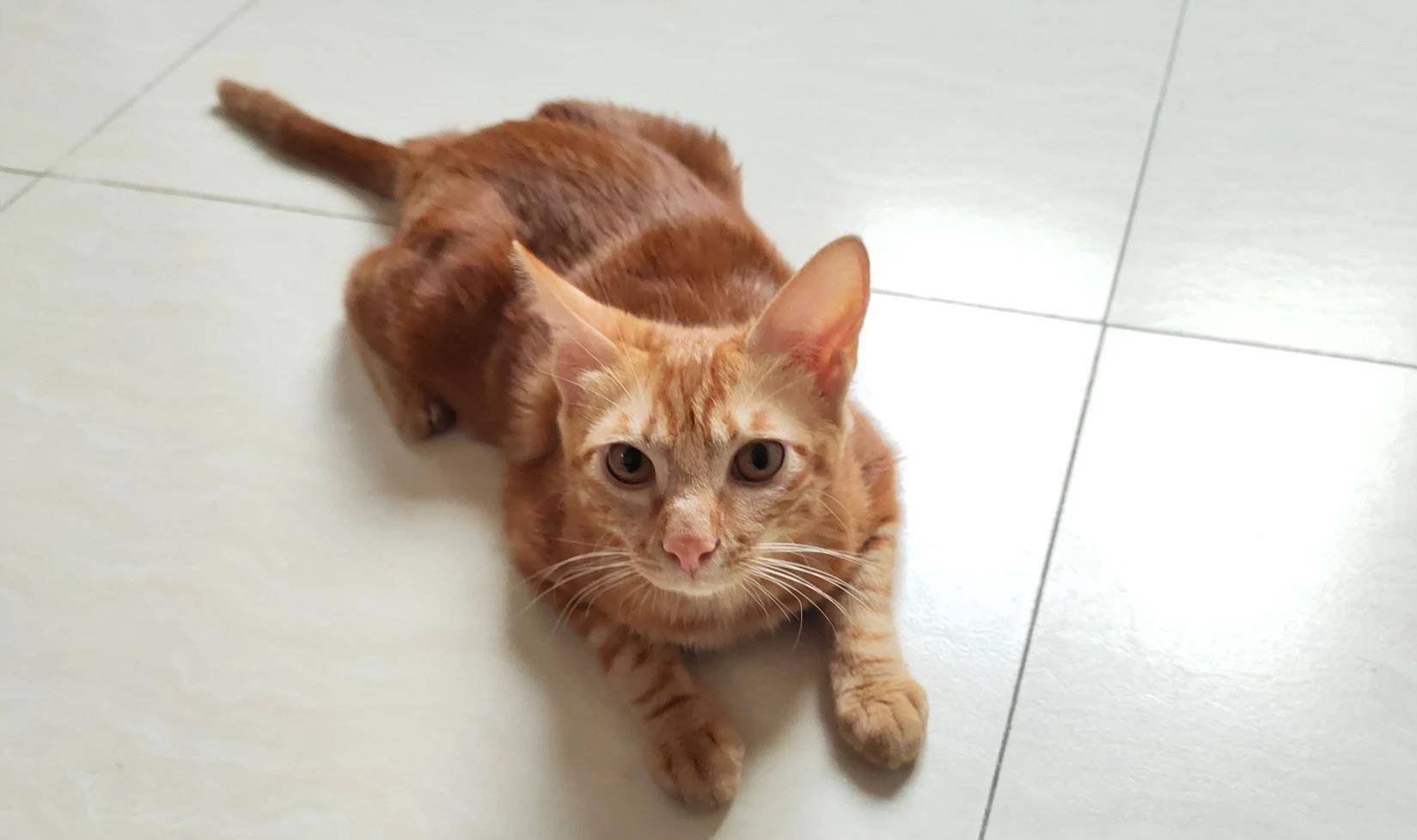 观点评论|礼拜一的早上家里两只猫,一只装可怜,一只趴在门口堵住上班去路