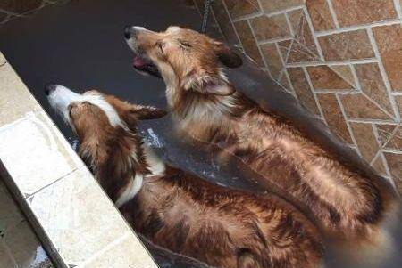 观点评论|面对不爱洗澡的柯基, 网友想出这样的诱骗办法, 屡试不爽!