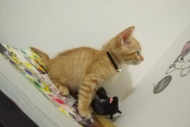 一只猫和一个女人的壁纸 d48b717fc82b46518a068b7911ae8783.jpeg