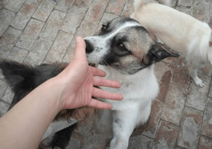 奖励|原来狗狗这些行为,是在“担心”你,真没养错狗