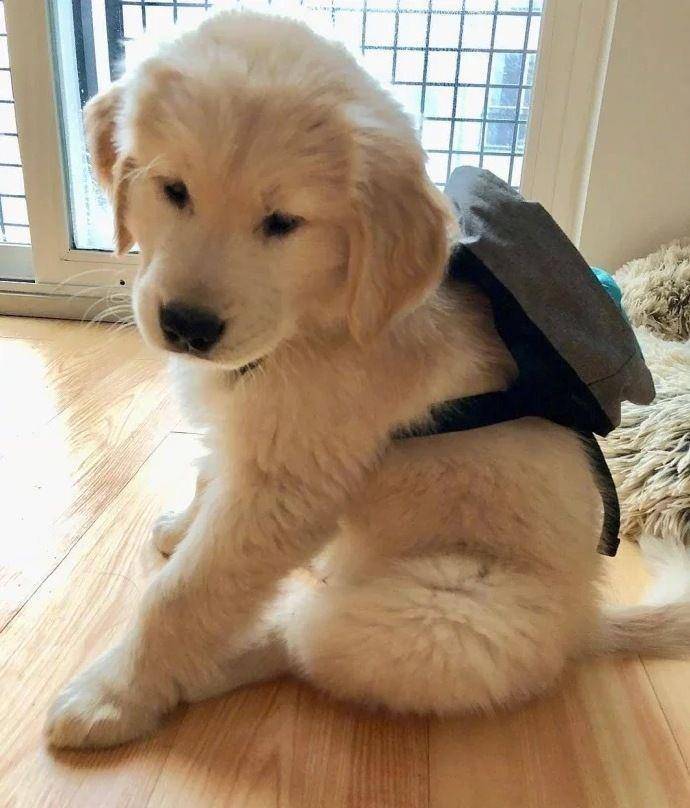 摸头|柯基当街被打，下一个动作让人泪目