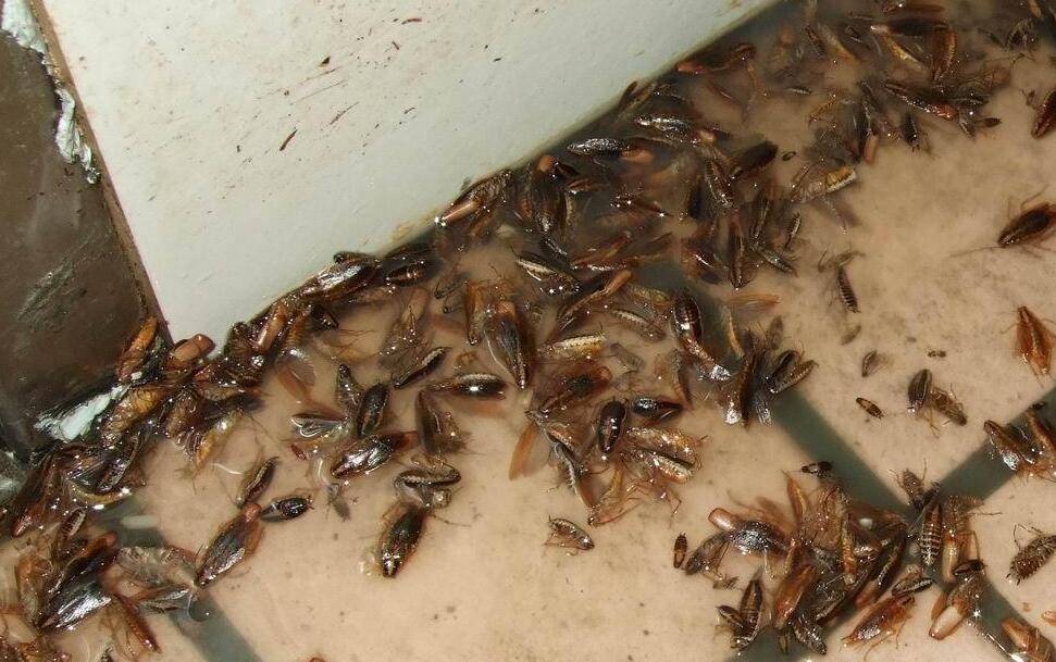 蟑螂照片 恶心图片