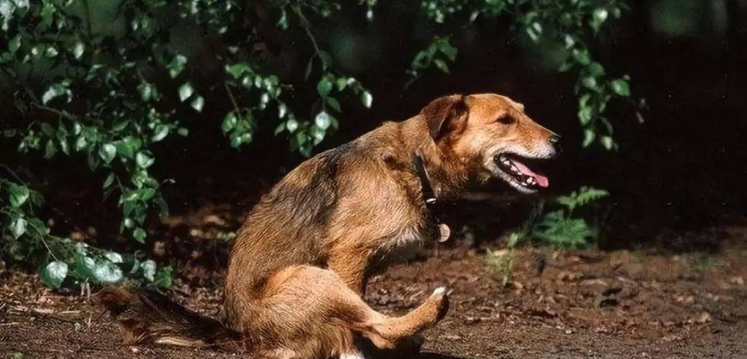 观点评论|一招教会狗狗后退 生活品质提升10倍