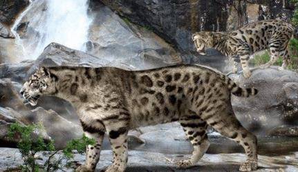 中国神话中出现的5种神秘生物 第3种原来是真的 曾被人捕捉到 蛟龙