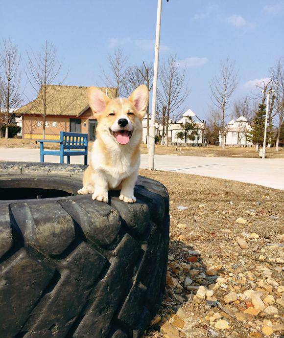 才会|网友带柯基出去玩，把它高兴坏了，笑的眼睛都“没”了