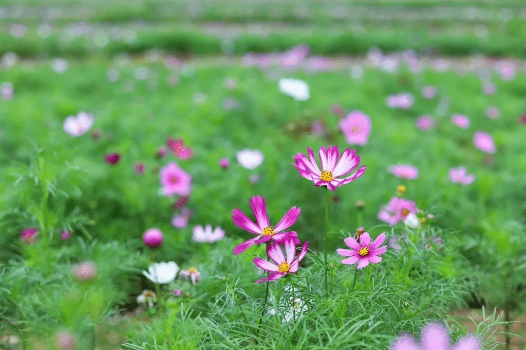 摄影|花式避暑，一见“清”心！只需一瞥，便足以把酷夏原谅…