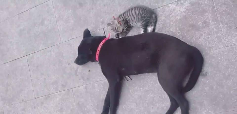 梦境的警示，梦见被狗咬着究竟意味着什么？