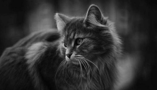 猫咪怎么才能香香的 6bd83ab04bb8498596c198a3dc22faf0.jpeg