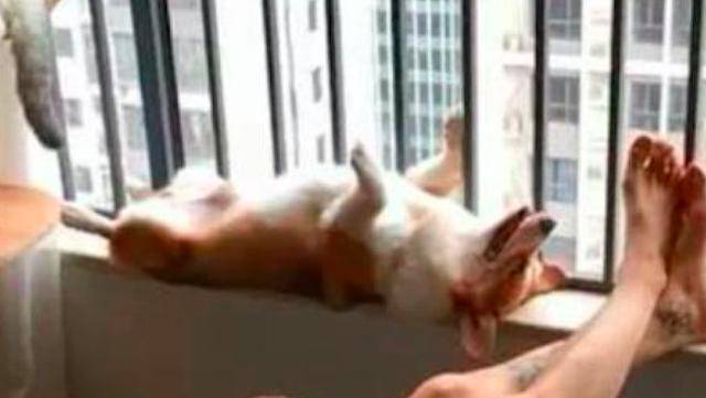 围栏|网友回家了柯基却没来迎接, 结果去阳台一看笑了, 睡得真死啊!