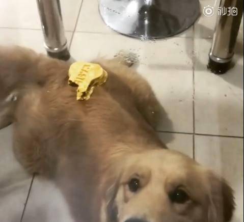 观点评论|主人在桌上放了一块零食, 金毛隔着玻璃咬半天、急出双眼皮