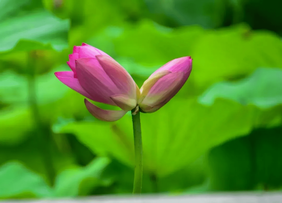 摄影|花式避暑，一见“清”心！只需一瞥，便足以把酷夏原谅…