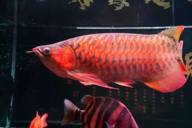 怎么养鱼才不变颜色 cf20f0afbefa442ba6883355473b5fc4.jpeg