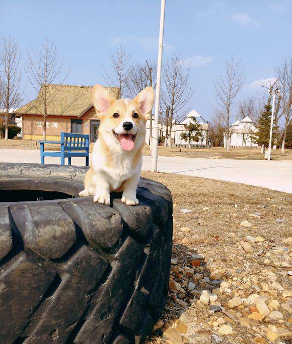 才会|网友带柯基出去玩，把它高兴坏了，笑的眼睛都“没”了