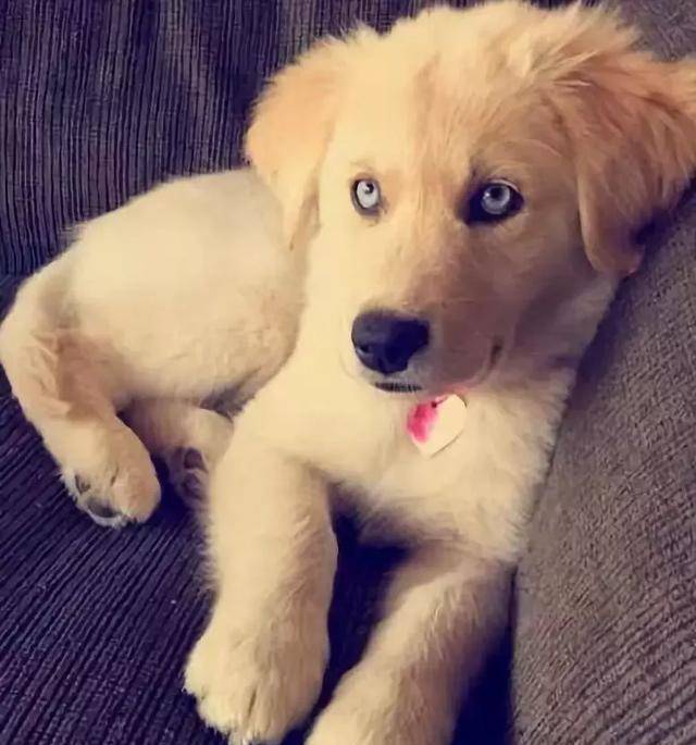 马尔济斯|确认过眼神, 是亲生儿子没有错!