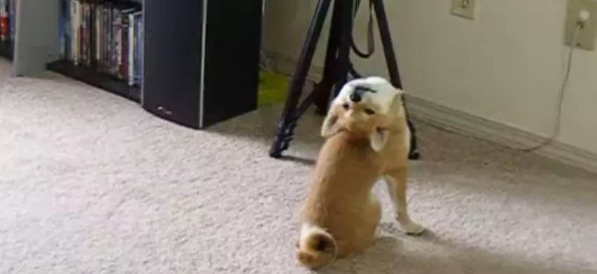 观点评论|一招教会狗狗后退 生活品质提升10倍