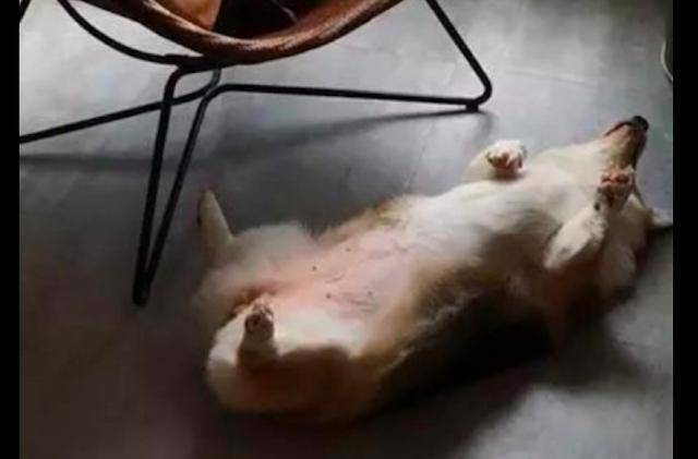 围栏|网友回家了柯基却没来迎接, 结果去阳台一看笑了, 睡得真死啊!