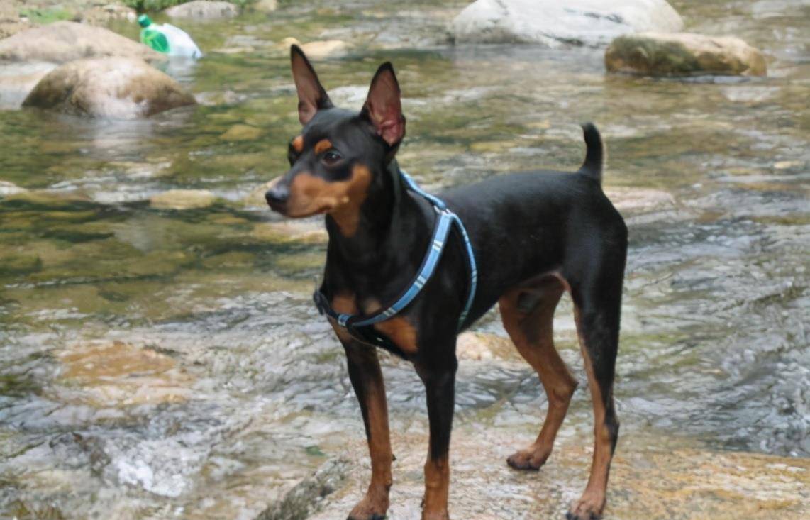 小型犬 ff0a024e7417456b8753698978b82902.jpeg