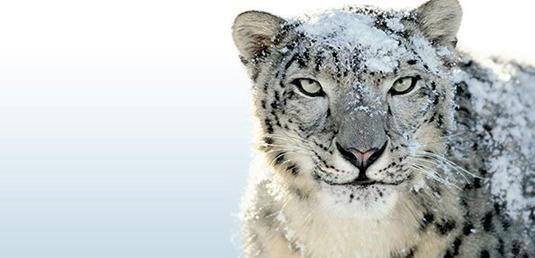 猎豹排名_猎豹简笔画(2)