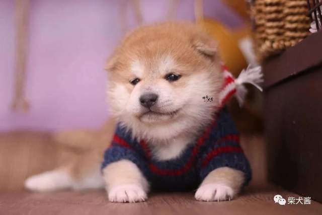 精力|金毛、哈士奇、柯基、柴犬,这四种哪种适合第一次养养狗的人?