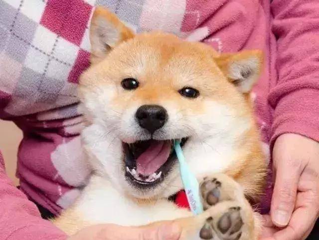 日本地震后人们悲痛，把柴犬照片放网上后，竟有改善心情效果？