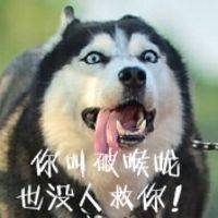 主人在廚房聽見二哈慘叫, 結果出去一看, 眼前的一幕讓他笑出內傷 萌趣萌寵 第6张
