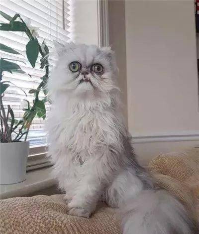 天生自带表情包的猫咪，长相十分奇特，深入了解之后让人意外！