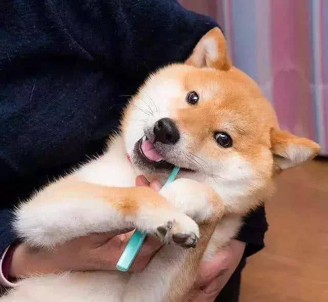 日本地震后人们悲痛，把柴犬照片放网上后，竟有改善心情效果？
