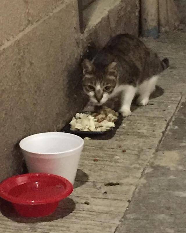 流浪的猫咪,为流浪猫准备的猫粮,猫咪们会挑食