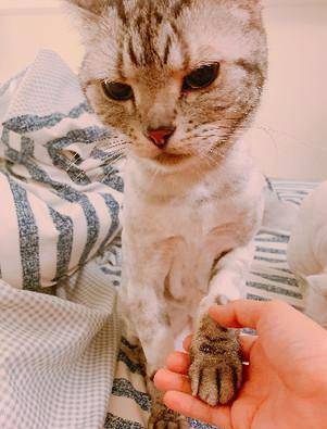 为了清凉将猫咪剃光光？喵摆出臭脸质问，这让我怎么出门见人啊