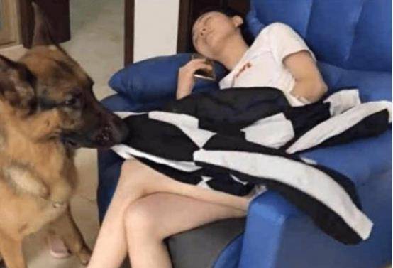 女主人睡着后牧羊犬慢慢靠近,它接下来的行为,男主人很惭愧 女主人睡着后牧羊犬慢慢靠近,它接下来的行为,男主人很惭愧