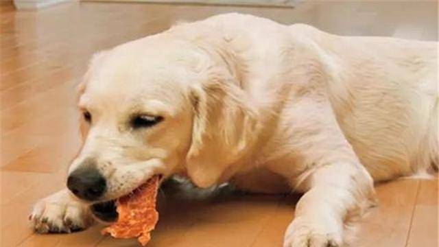 贪吃的工作犬闻到饭香，紧跟着端饭的消防员，还不断暗示投喂