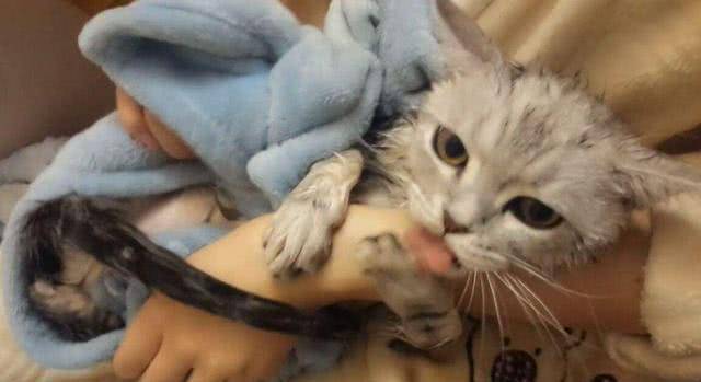 宠主把衣服放进洗衣机,却发现自家猫咪不见了,十分钟后:快送医院 宠主把衣服放进洗衣机,却发现自家猫咪不见了,十分钟后:快送医院