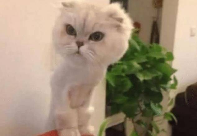 女子带猫咪去绝育,中途被邀请进屋,走进去一看,直接笑抽了 女子带猫咪去绝育,中途被邀请进屋,走进去一看,直接笑抽了