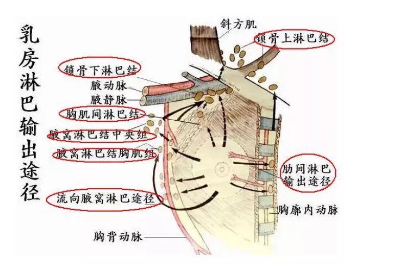 乳腺淋巴回流图片