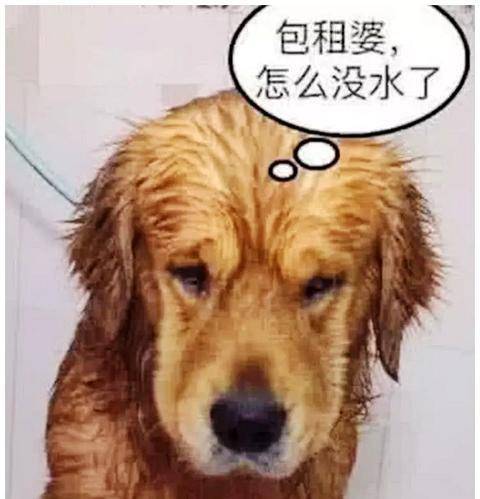女子给金毛洗澡，结果它叼着淋浴自己洗，10分钟后一看，笑晕了